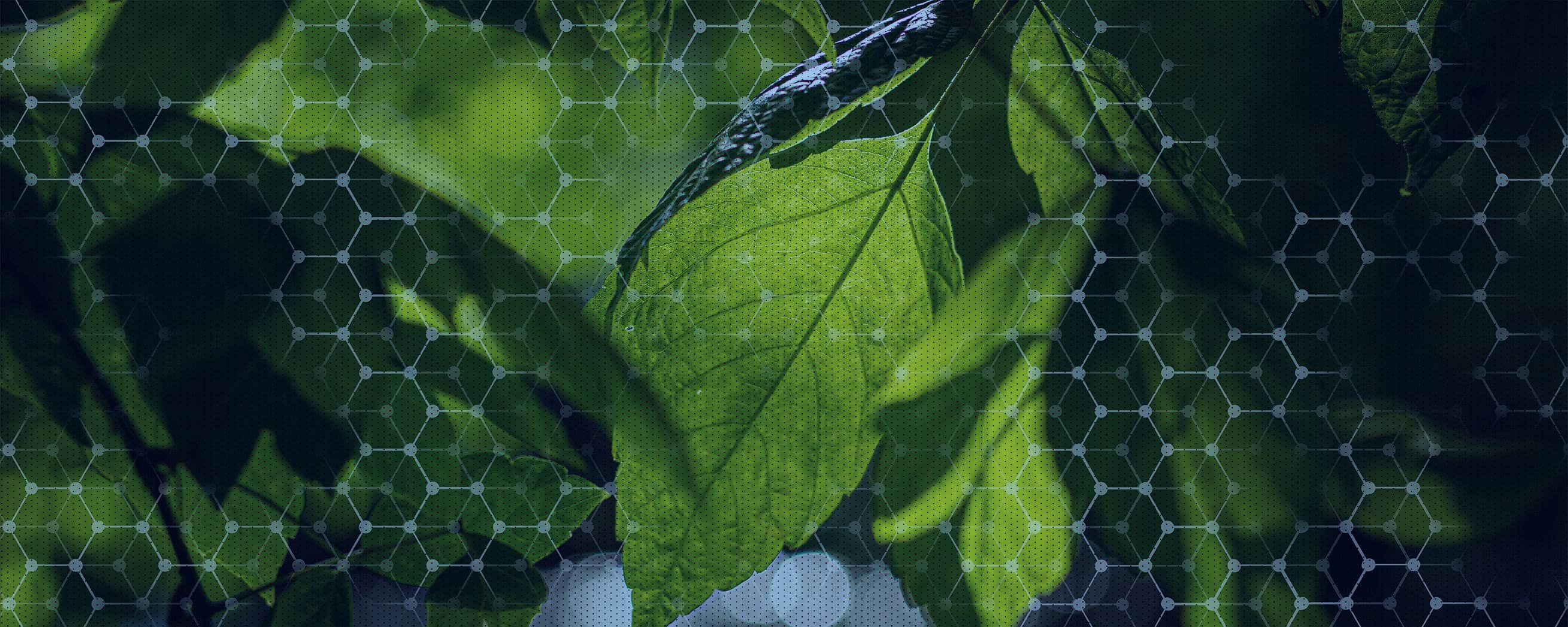 Bright green leaves bask in natural light, overlaid with a translucent hexagonal molecular grid
